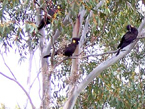Black Cockatoos at Golf Links